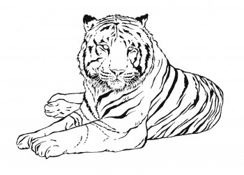 dibujo de tigre para colorear